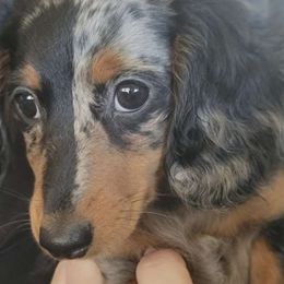 JEWEL - Dachshund