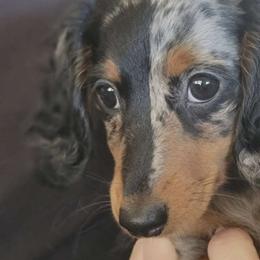 JEWEL - Dachshund