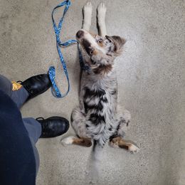 Australian Shepherd Puppies from Howlin' Wolf K9's