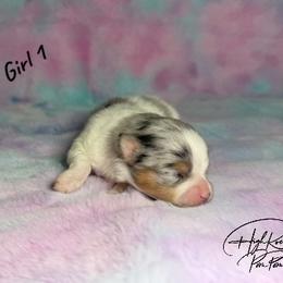 Girl 1 - female Pomeranian puppy in Fort Jones, California from High Rocking Pom Poms