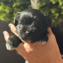 Purple girl - Black female Miniature Schnauzer puppy in Oneonta, Alabama from Murphree Valley Kennels