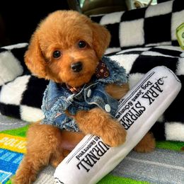 Louis - Apricot male Maltipoo puppy in Sugar Land, Texas from Celebrity Maltipoos