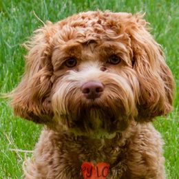 Lucky - Cockapoo