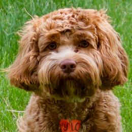 Lucky - Cockapoo