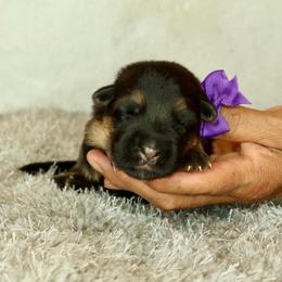 Purple collar - Black and red female German Shepherd puppy in Stockton, California from Zaragoza German Shepherds