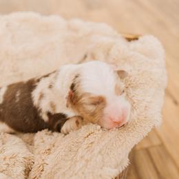 Heath - Red merle male Miniature Australian Shepherd puppy in Enoch, Utah from Twisted H Aussies