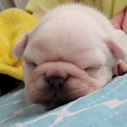 French Bulldog Puppies from Frenchie D'lite