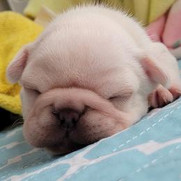 French Bulldog Puppies from Frenchie D'lite