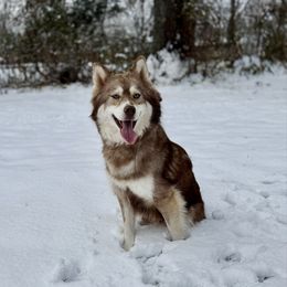 Daphne or Tigger - Pomsky