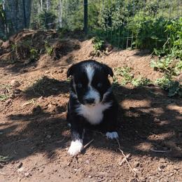 Dottie - Black & white female Australian Shepherd puppy in Sultan, Washington from Van Huitt Australian Shepherds