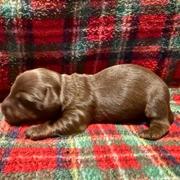 Male 1 - Chocolate and tan male Dachshund puppy in Bakersfield, California from Open Hourglass LLC