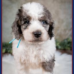 Yukkon - Blue merle male Bernedoodle puppy in Connersville, Indiana from Deaz Doodle Ranch