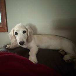 Nash - Dachshund
