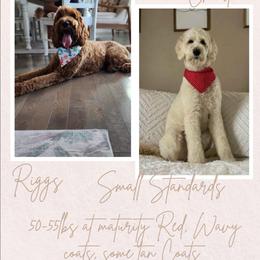 Goldendoodle puppies from Goldendoodles of Morganton