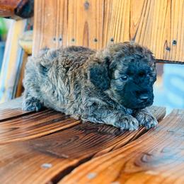 Ace - Chocolate male Goldendoodle puppy in El Dorado, Arkansas from Magnolia Mini Doodles
