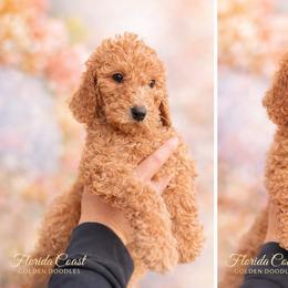 Teddy - Apricot male Goldendoodle puppy in Sanford, Florida from Florida Coast Golden Doodles