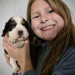 Crumpit - Black white and tan male English Springer Spaniel puppy in Florida from Thunderbird Springers