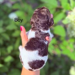 Nash - male Goldendoodle puppy in Jasper, Georgia from Harrington Doodles & Poodles