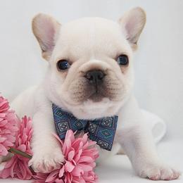 Beans - Cream male French Bulldog puppy in West Plains, Missouri from Must Be Frenchies & Crown Of Curls Bolonka