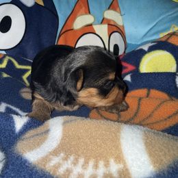 Boy 2 - Black and tan male Yorkshire Terrier puppy in Pomona, California from Lunio's Yorkies