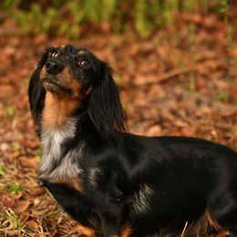 Peabody - Dachshund