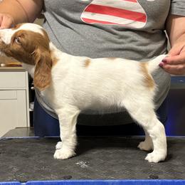 Brittany Puppies from Christmas Acres Brittanys