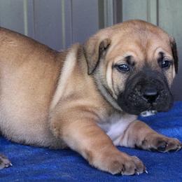Orange collar female - Brown female Boerboel puppy in Guysville, Ohio from Fueled Kennel