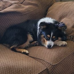 Beaux - Miniature Australian Shepherd