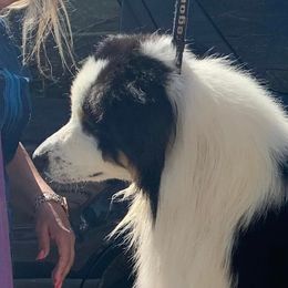 Sam - Australian Shepherd