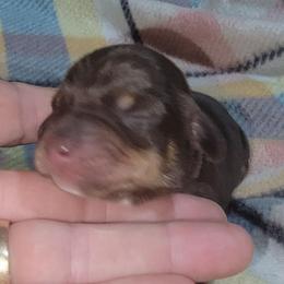 Boy 2 - Chocolate and tan male Dachshund puppy in Paradise, Texas from C and J Minis
