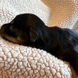 Frenchy - Black and silver female Miniature Schnauzer puppy in Crestview, Florida from 850Schnauzers