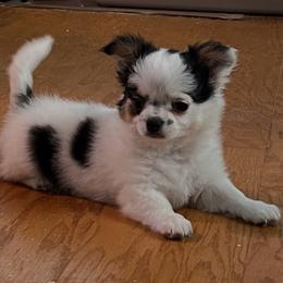 Chihuahua Puppies from Home Grown Chihuahuas From Iowa