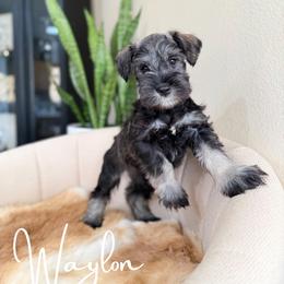 Waylon AKC - Salt and pepper male Miniature Schnauzer puppy in Victorville, California from West Coast Royal Miniature Schnauzer