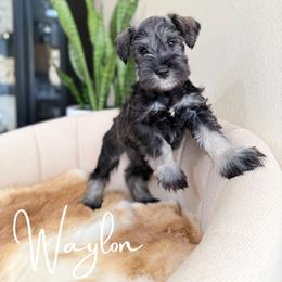Waylon AKC - Salt and pepper male Miniature Schnauzer puppy in Victorville, California from West Coast Royal Miniature Schnauzer