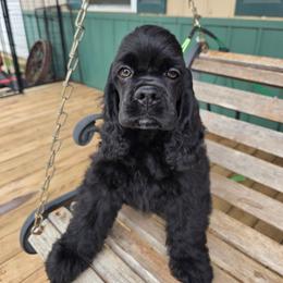 Bear - Black male Cocker Spaniel puppy in Theodosia, Missouri from Show'NTail Cockers