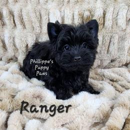 Ranger - Black and tan male Yorkshire Terrier puppy in Adair, Oklahoma from Phillippe's Puppy Paws
