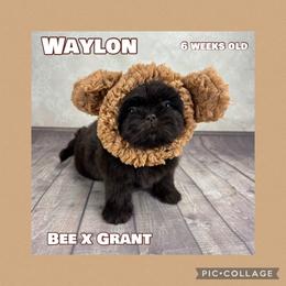Waylon - Liver male Shih Tzu puppy in Beatrice, Nebraska from I Shih Tzu Not Puppies