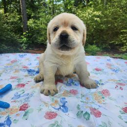 Kara - Yellow Labrador Retriever puppy in Braselton, Georgia from Bel Amour