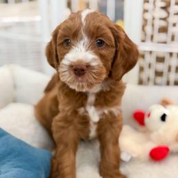Grey collar - Red  male Goldendoodle puppy in Newcastle, Oklahoma from Ritzy Creek Doodles