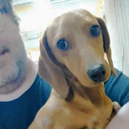 Pheobe - Red female Dachshund puppy in Westover, Alabama from Small Paws Kennel