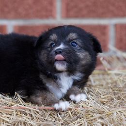 Toy Australian Shepherds from HighEnd Aussies