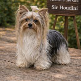 HOUDINI - Yorkshire Terrier