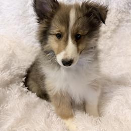 Male 1 - Sable and white male Shetland Sheepdog puppy in Hobbs, New Mexico from Kailyn Shelties