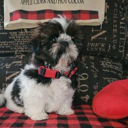 Boy 1 - Tricolor male Shih Tzu puppy in Wooster, Ohio from Mending Hearts Shih Tzu's