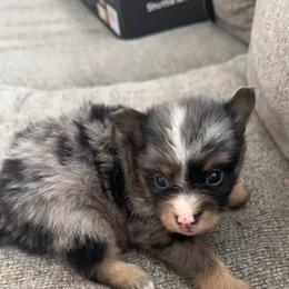 Pomeranian Puppies from Itty bitty friends