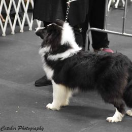 UKC Champion Sierer Farms Sir Robert the Bruce - Black and white Shetland Sheepdog puppy in Defiance, Ohio from Sierer Farms Shetland Sheepdogs
