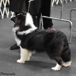 UKC Champion Sierer Farms Sir Robert the Bruce - Black and white Shetland Sheepdog puppy in Defiance, Ohio from Sierer Farms Shetland Sheepdogs