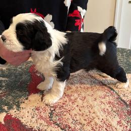 Cassie - Black and white female Tibetan Terrier puppy in Medford, New Jersey from Arkeden Tibetan Terriers