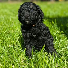 Pink - Black Goldendoodle puppy in Midland, North Carolina from Alger Farm, LLC