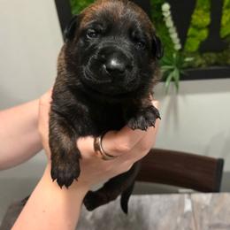 Amata (purple) - Black brindle female Dutch Shepherd puppy in Signal Mountain, Tennessee from Torgun Police Dogs
